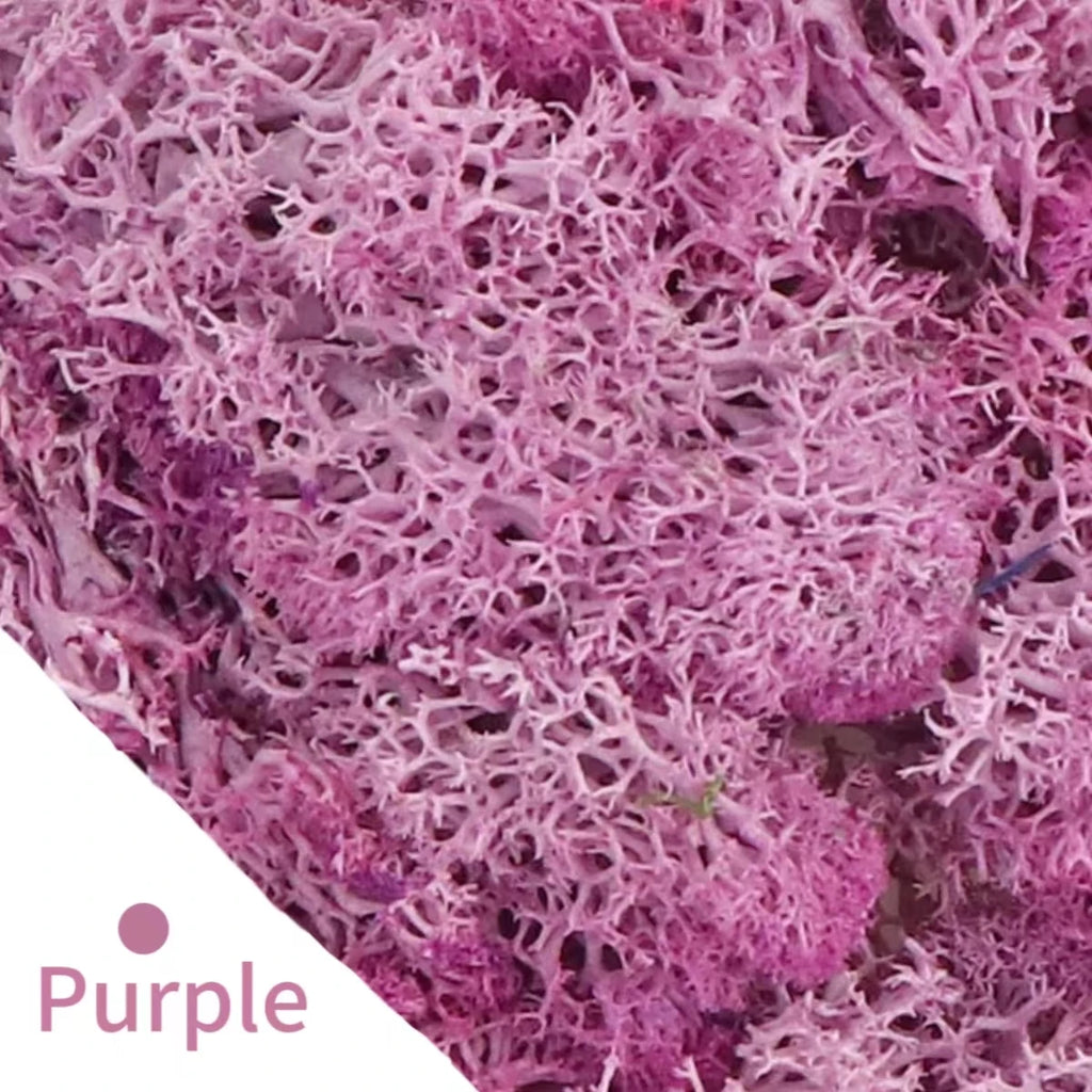 500g/1000g Mini Landscape Fake Grass Eternal Life Moss Grass Artificial Green Plants Home Garden Decoration DIY Crafts