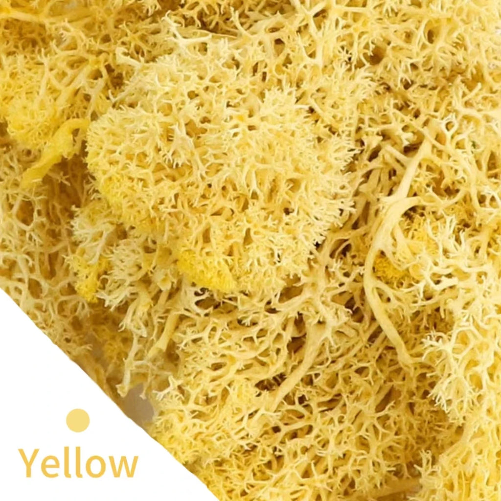 500g/1000g Mini Landscape Fake Grass Eternal Life Moss Grass Artificial Green Plants Home Garden Decoration DIY Crafts